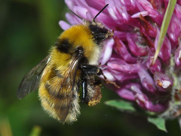 Deichhummel Bombus distinguendus an Blüte auf Nahrungssuche