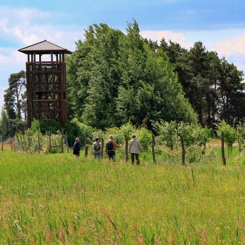 Auf einer grünen Wiese vor einer Reihe hoher Laubbäume steht ein mehrstöckiger hölzerner Aussichtsturm mit Dach. Eine kleine Gruppe Menschen läuft darauf zu.