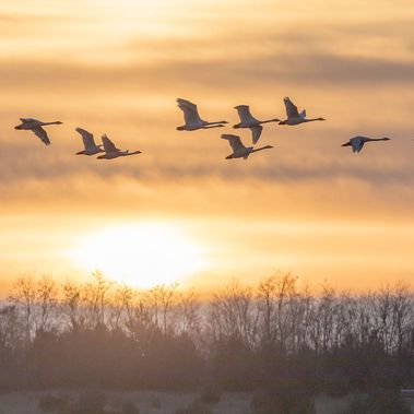 Singschwäne fliegen über Sielmanns Naturlandschaft Wanninchen.