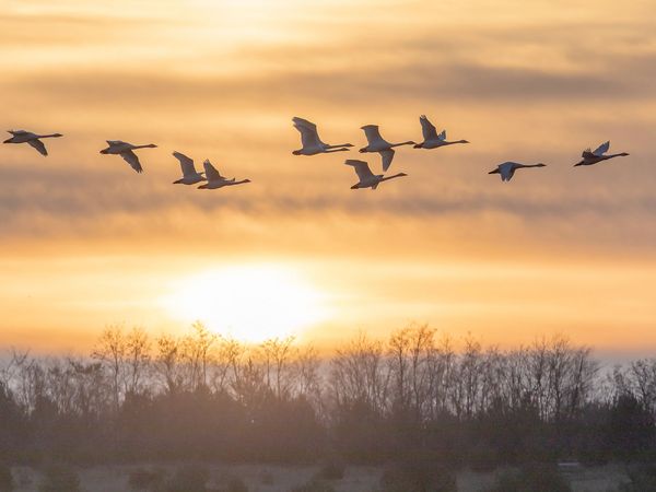 Singschwäne fliegen über Sielmanns Naturlandschaft Wanninchen.