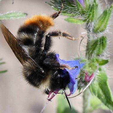 Ein Männchen der Felsen-Kuckuckshummel (Bombus rupestris).