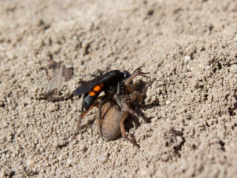 Frühlings-Webwespe erbeuetet eine Spinne