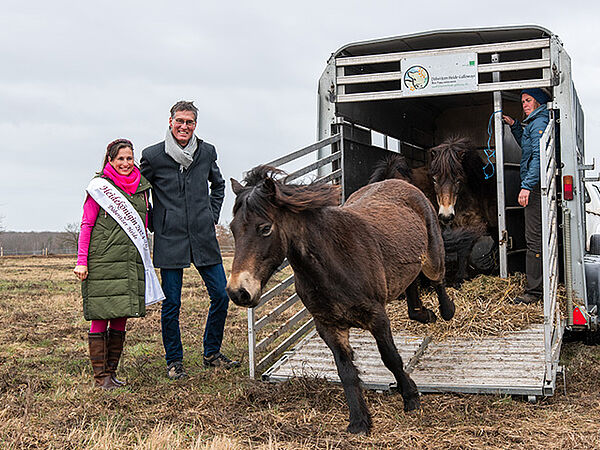 Exmoor-Ponys laufen aus einem Autohänger heraus. Drei Menschen stehen daneben.