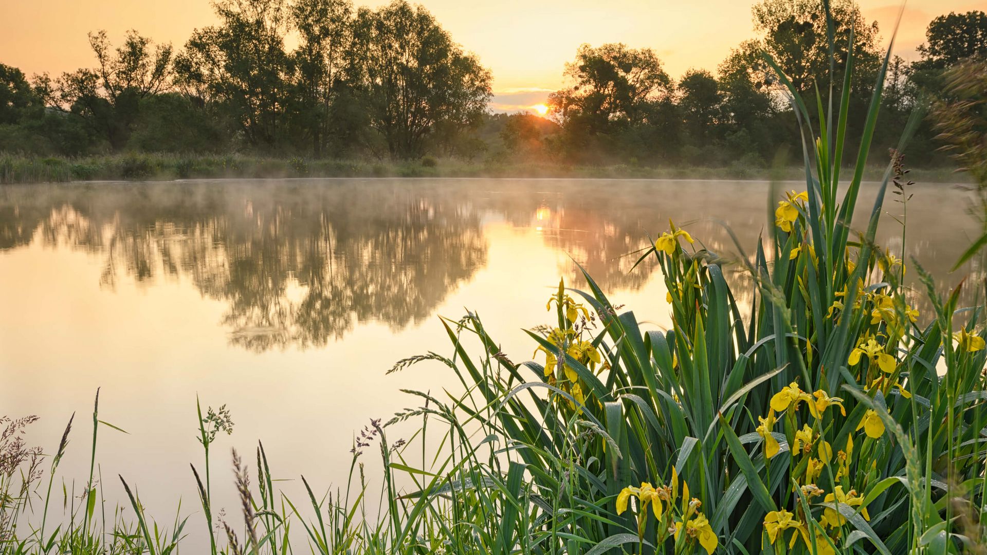 Sonnenaufgang im Biotop im Nettetal