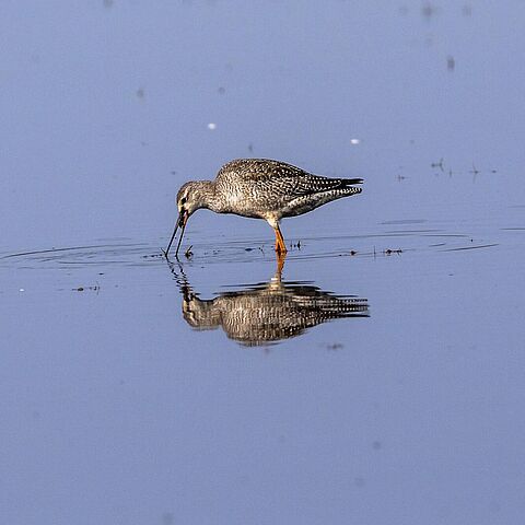 Rotschenkel steht im Wasser