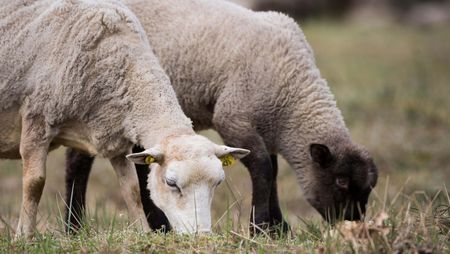 Zwei Schafe, eins mit einem weißen Kopf und eins mit einem schwarzen Kopf und schwarzen Beinen, grasen auf einem mageren Trockenrasen.