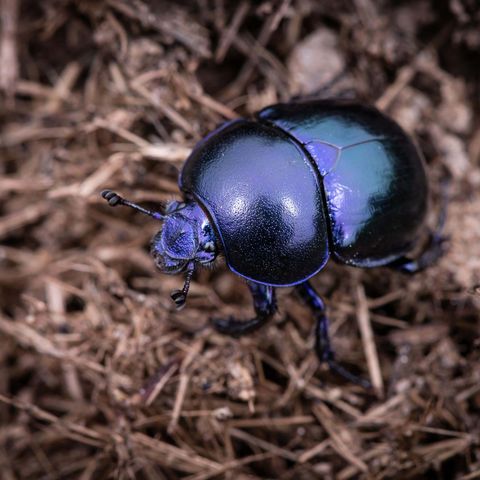 Ein blau glänzender kugeliger Mistkäfer krabbelt über einen Dunghaufen.