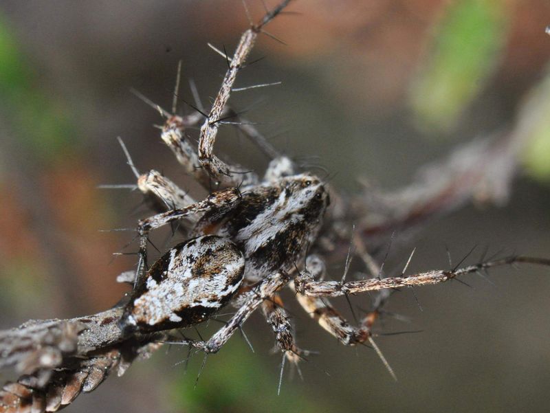 Luchsspinne in der Kyritz-Ruppiner Heide