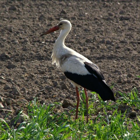 Weisstorch stehend auf Feld