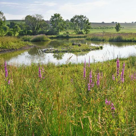 Weiher inmitten einer grünen Blütenlandschaft