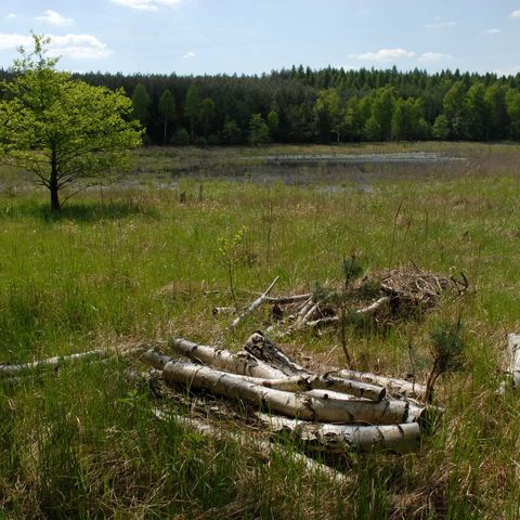 Kreuzotter-Habitat Schorfheide