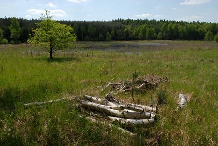 Kreuzotter-Habitat Schorfheide