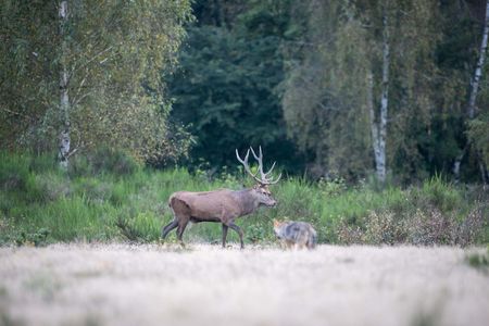 Wolf läuft vor einem Hirsch in der Döberitzer Heide