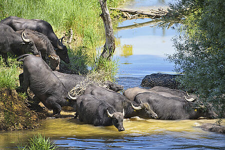 Wasserbüffel im Fluss
