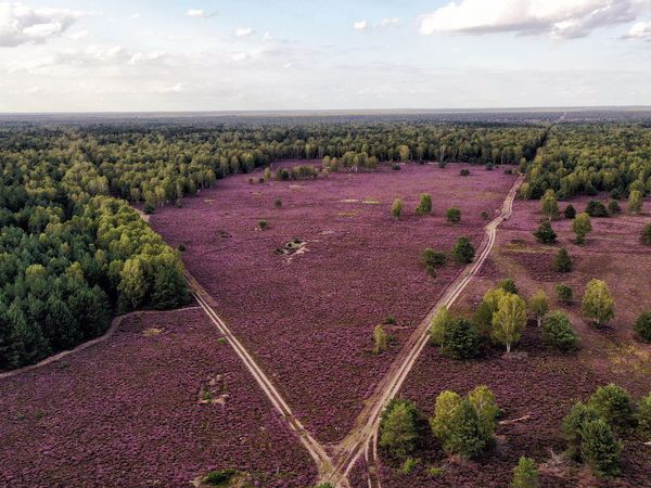 Drohnenaufnahme in Sielmanns-Naturlandschaft Kyritz-Ruppiner Heide, August 2019.