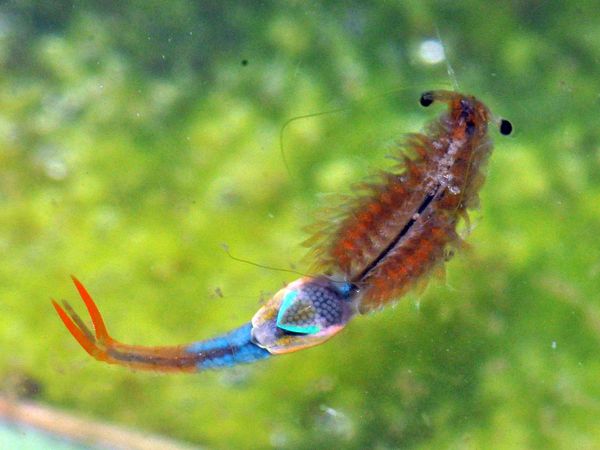 Sommer-Feenkrebse fühlt sich in regenwassergefüllten Fahrspuren wohl. 