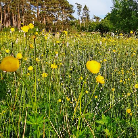 Wildblumenwiese mit vielen gelben Blühten