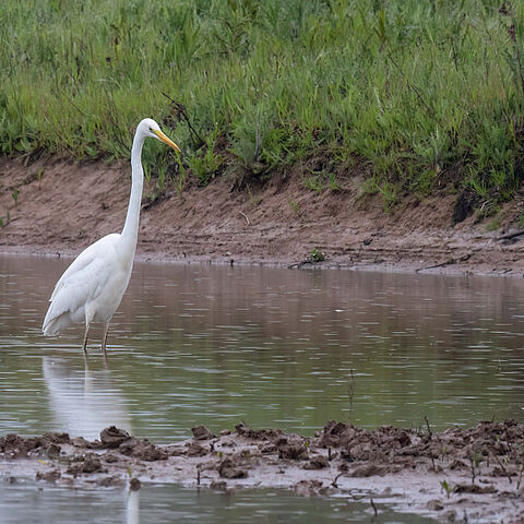 Silberreiher in Wasser