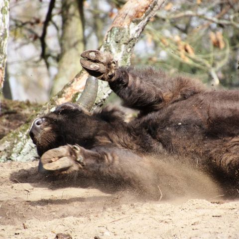 Wisent wälzt sich ausgiebig auf sandigem Boden