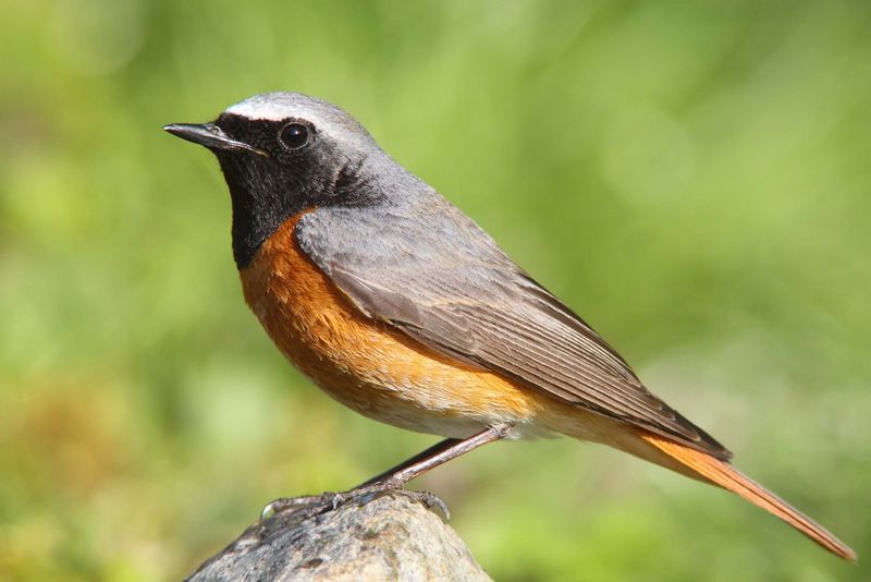 Vogel mit rotem Bauch sitzt auf einem Stein