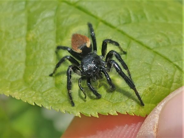 Der Wipfelspringer (Carrhotus xanthogramma) ist eine wärmeliebende Springspinnenart.