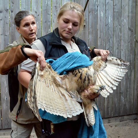 Eine junge Frau hält einen Uhu, der ein Tuch vor dem Gesicht trägt, und gleich ausgewildert wird