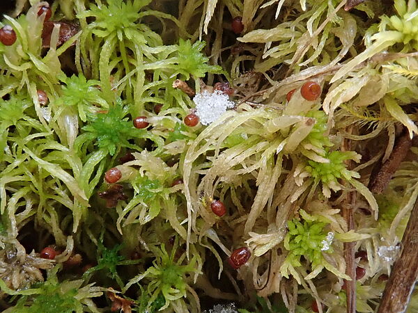 Torfmoos mit roten Kapseln