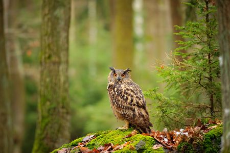 Uhu im Wald