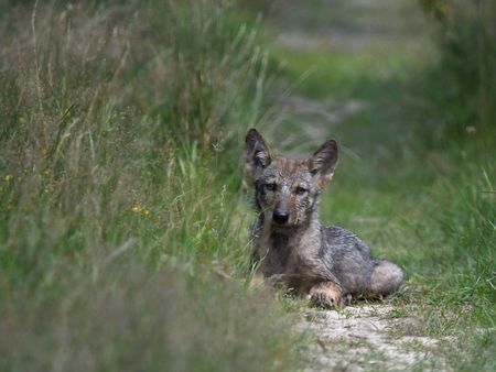 Wolfswelpe in der Döberitzer Heide