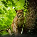 Ein Luchs versteckt sich in einem grünen Laubwald neben einem Baumstamm und schaut in die Kameran