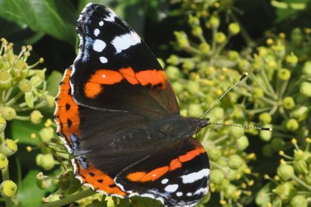 Schmetterling Admiral sitzt auf Efeublüten