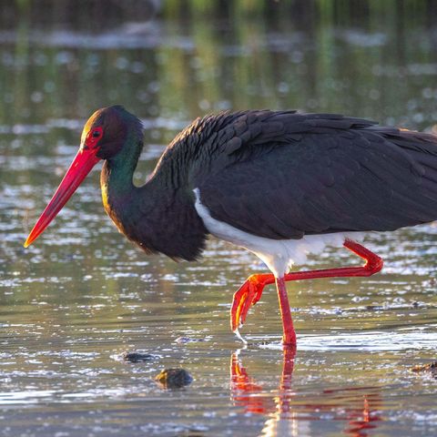 Schwarzstorch schreitet durch Wasser