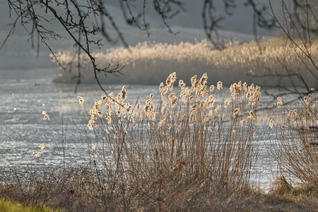 Weiher umgeben von Schilf