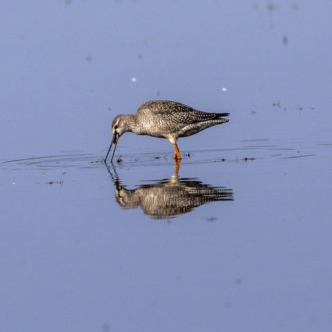 Rotschenkel steht im Wasser