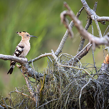 Wiedehopf sitzt auf einem Ast