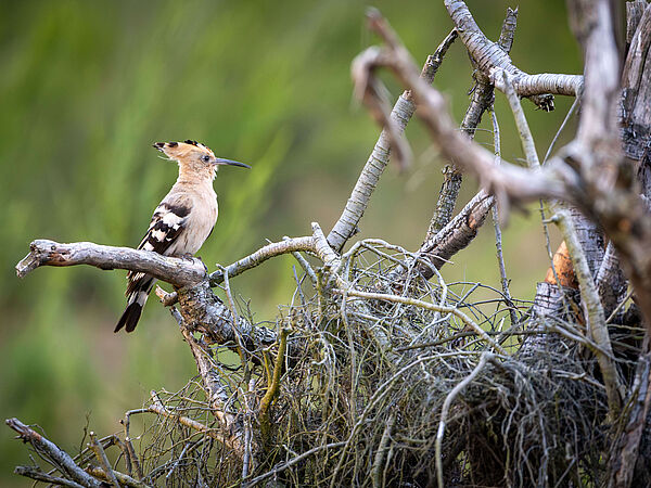 Wiedehopf sitzt auf einem Ast
