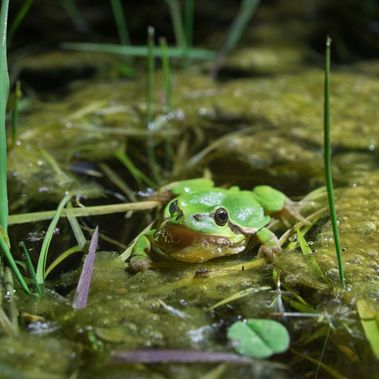 Grüner Frosch sitzt im Wasser, um ihn herum grüne Pflanzen