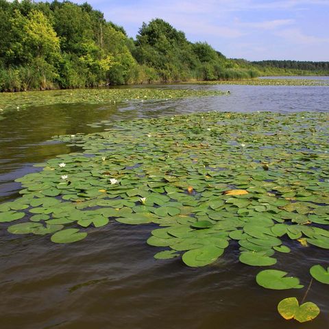 Weiß blühende Seerosen bedecken das Wasser vor dem Ufer des Groß Schauener Sees.