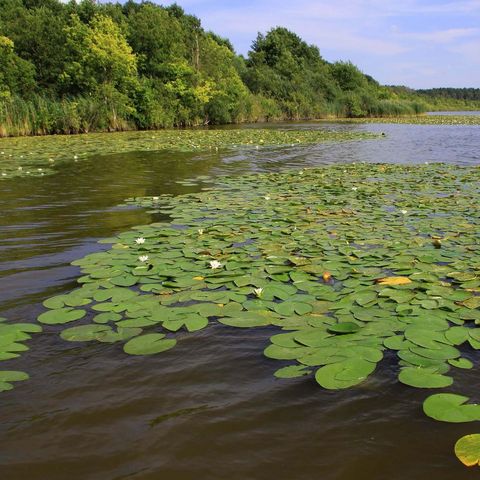 Weiß blühende Seerosen bedecken das Wasser vor dem Ufer des Groß Schauener Sees.