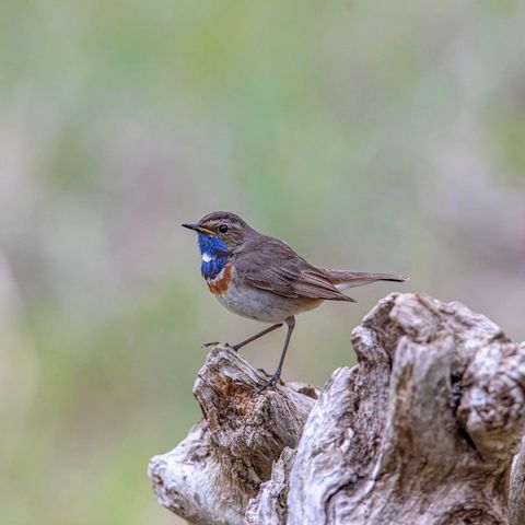 Blaukehlchen