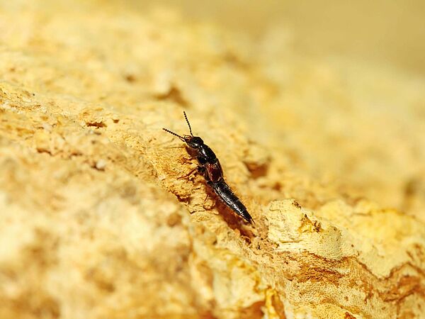Insekt auf gelblichen Sandboden