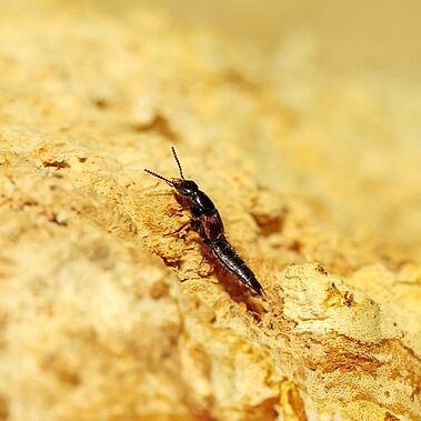 Insekt auf gelblichen Sandboden