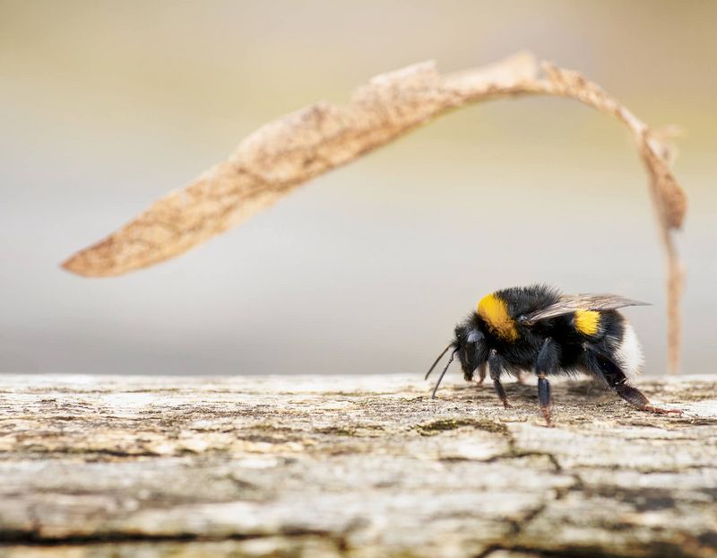 Hummel läuft auf Holzstamm 