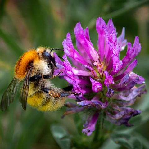 Hummel auf lila Blühte