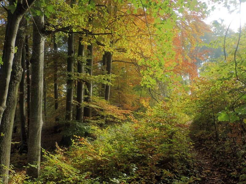 Bunt gefärbte Baume im Waldbiotop Weißenstein