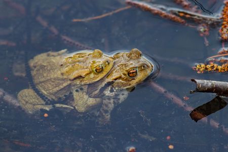 Froschpaar bei der Paarung sitzen übereinander im Wasser