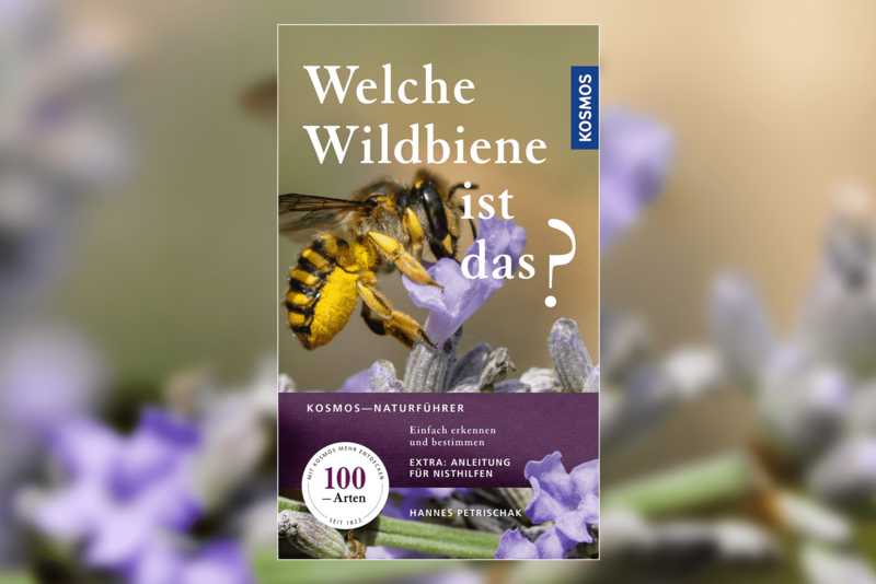 Buchteaser "Welche Wildbiene ist das" vom Kosmos Verlag