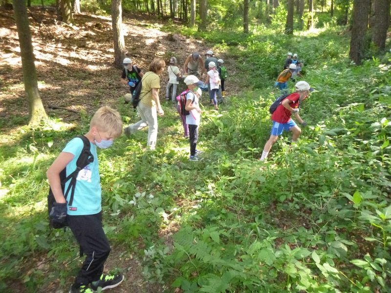 Kinder helfen dabei, Springkraut zu entfernen, das sich im Wald ausgebreitet hat und andere Pflanzen daran hindert zu wachsen