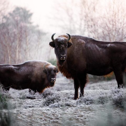 Zwei Wisente in schneebedeckter Heide