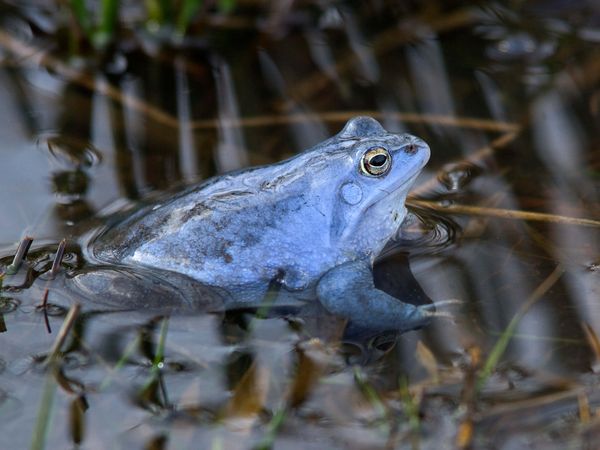 Ein blau-violetter Moorfrosch im Wasser sitzend.